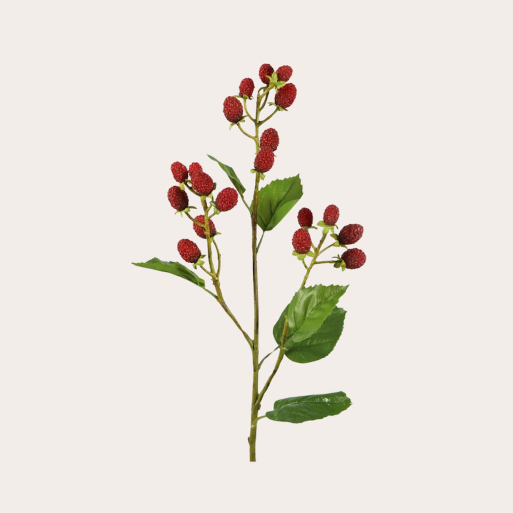 Zijden bloem - Mullberry