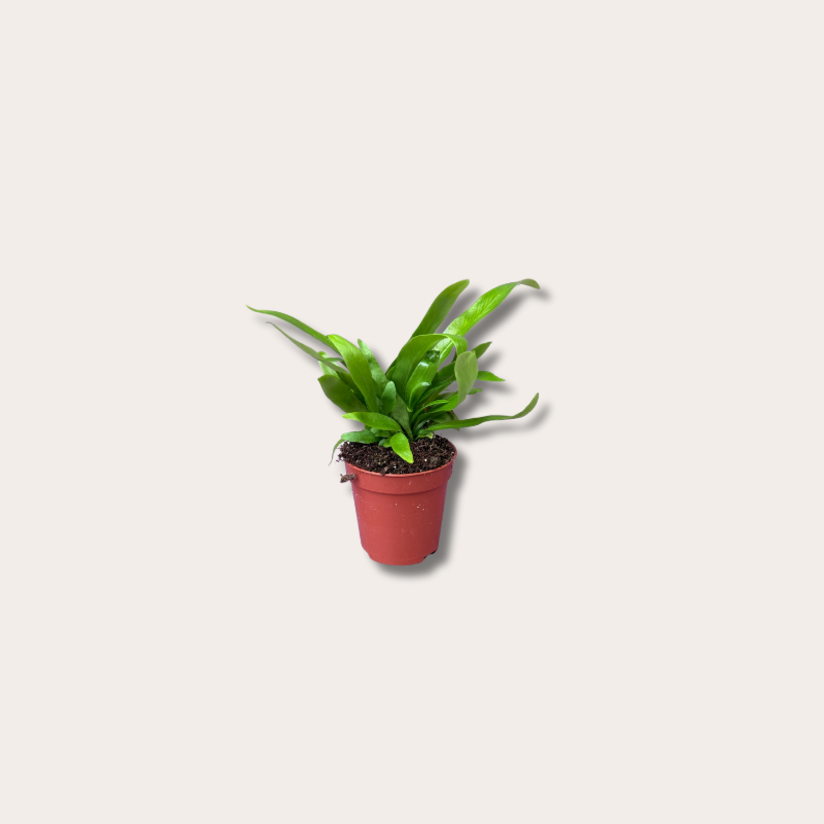 Asplenium antiquum