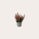 Calluna vulgaris - Heide - donker roze