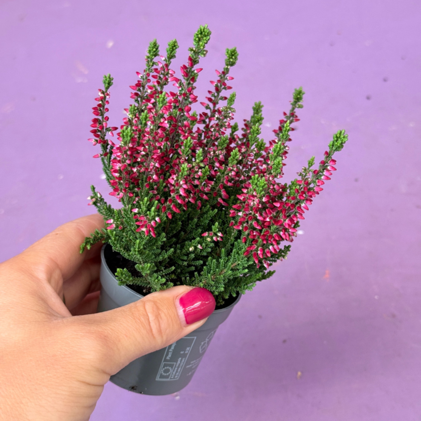Calluna vulgaris - Heide - donker roze