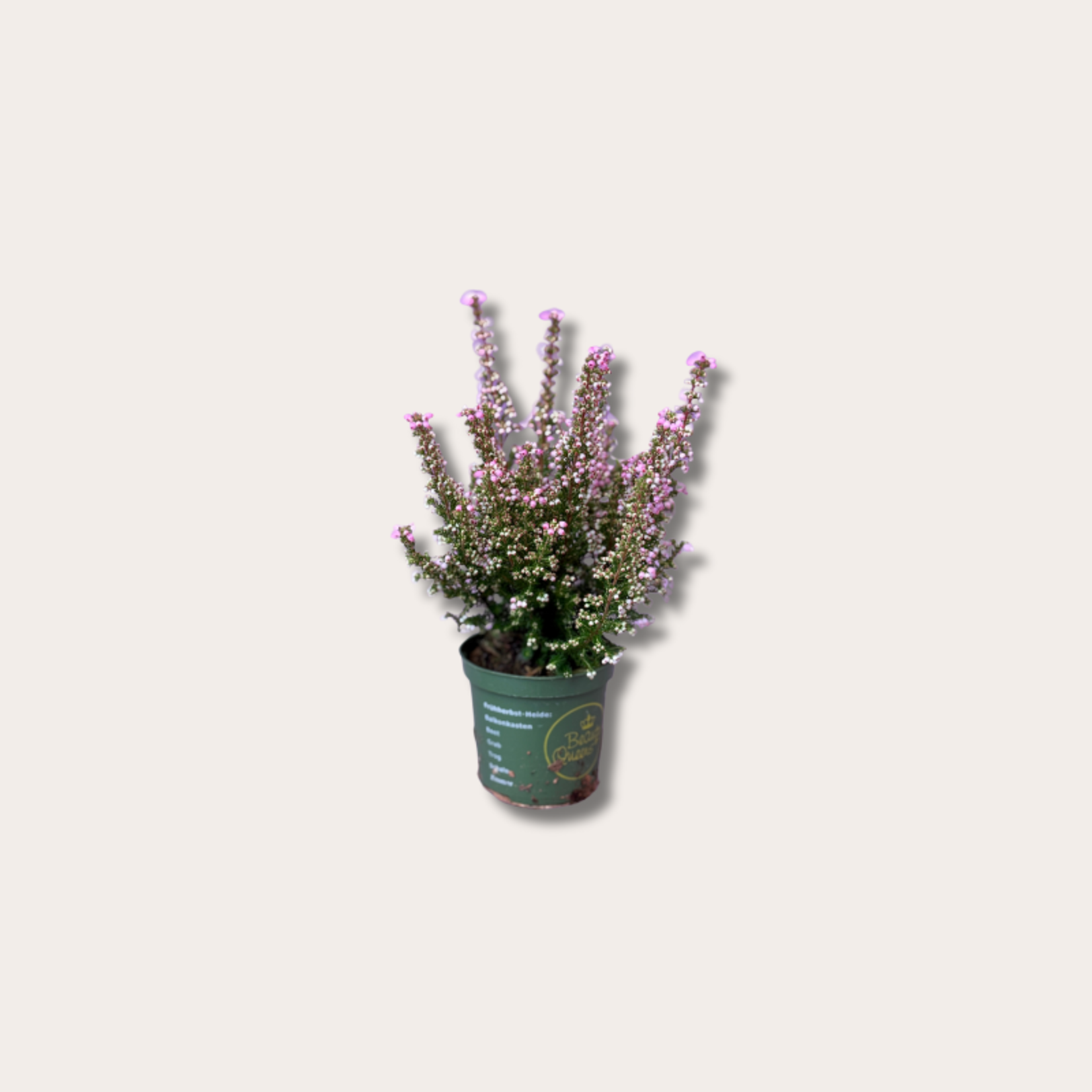 Heide Erica gracillis - licht roze