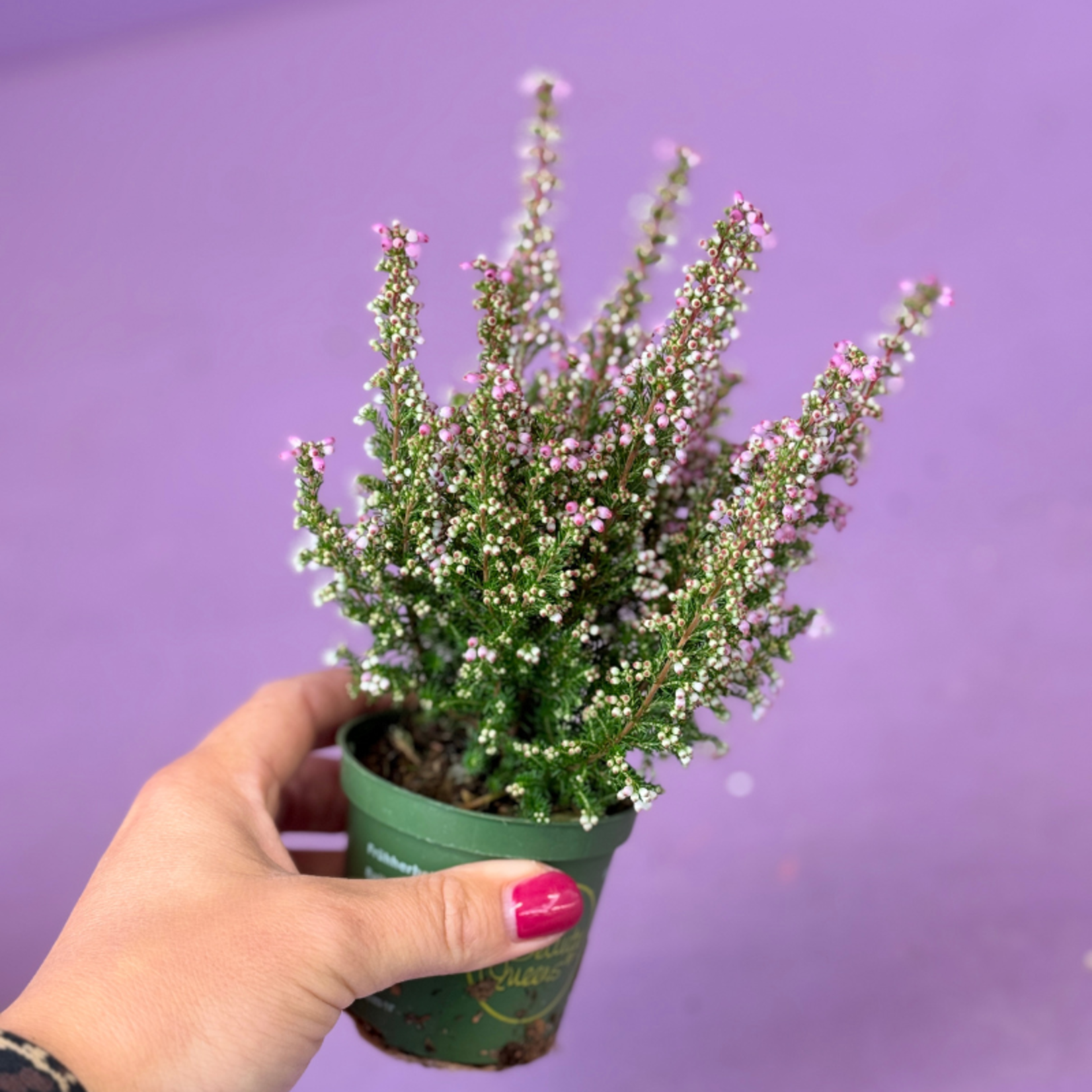 Heide Erica gracillis - licht roze