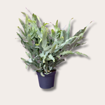 Phlebodium aureum - zilvervaren