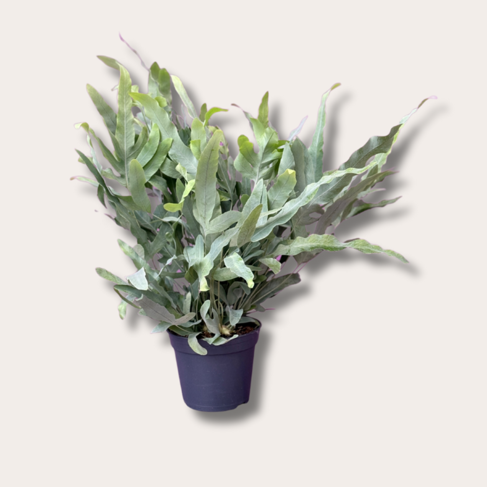 Phlebodium aureum - zilvervaren