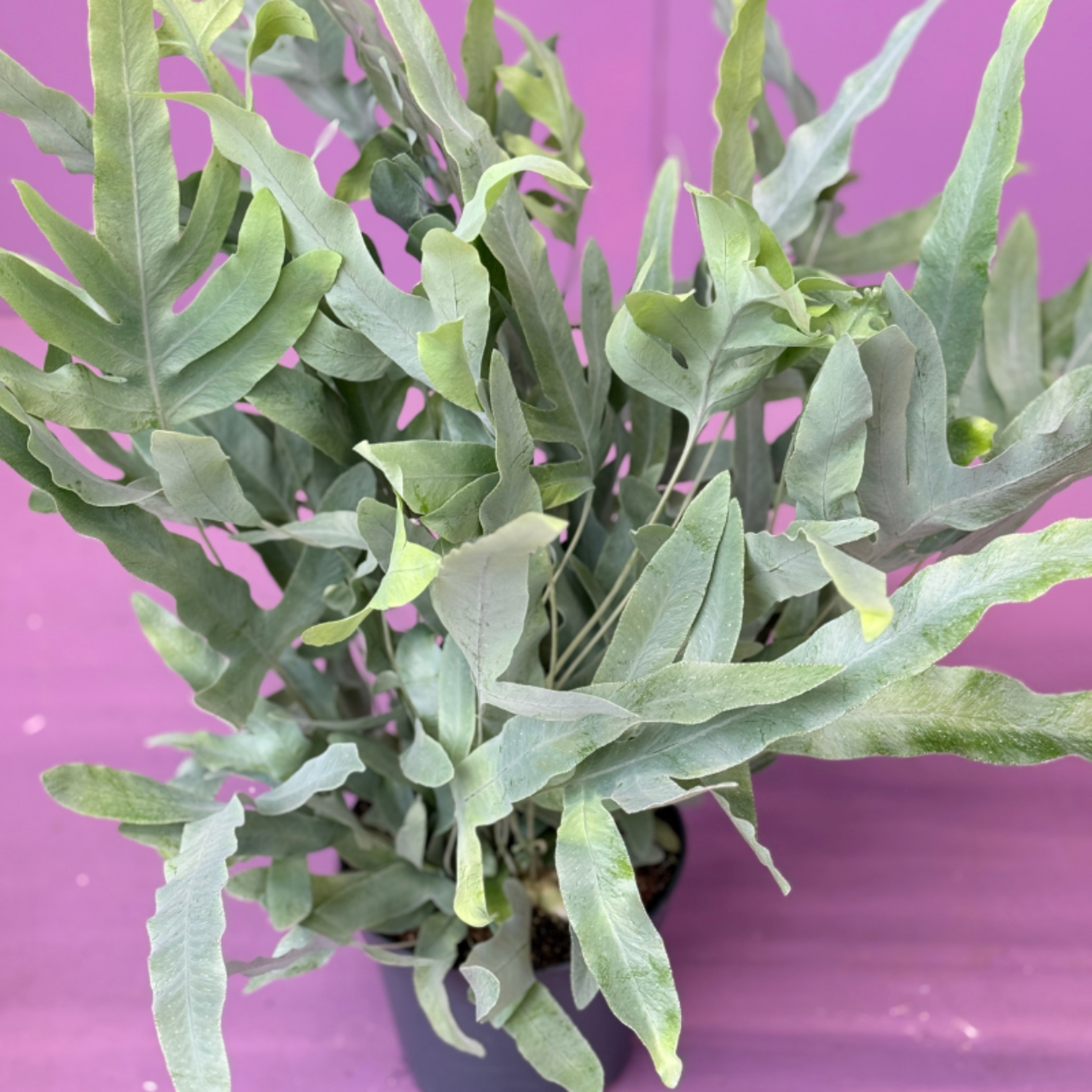 Phlebodium aureum - zilvervaren