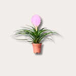 Tillandsia cyanea - mini