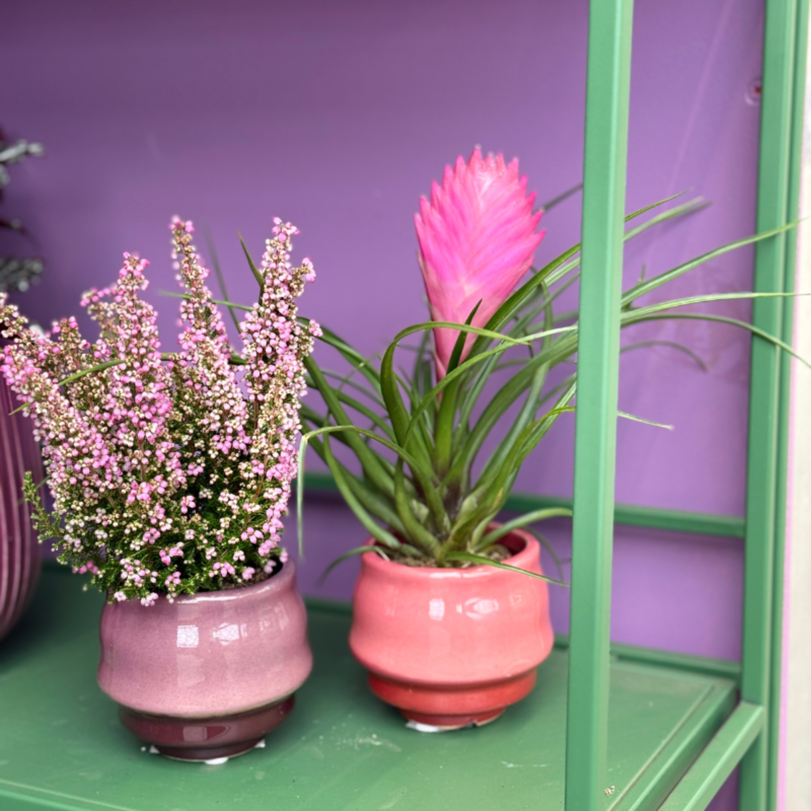 Tillandsia cyanea - mini