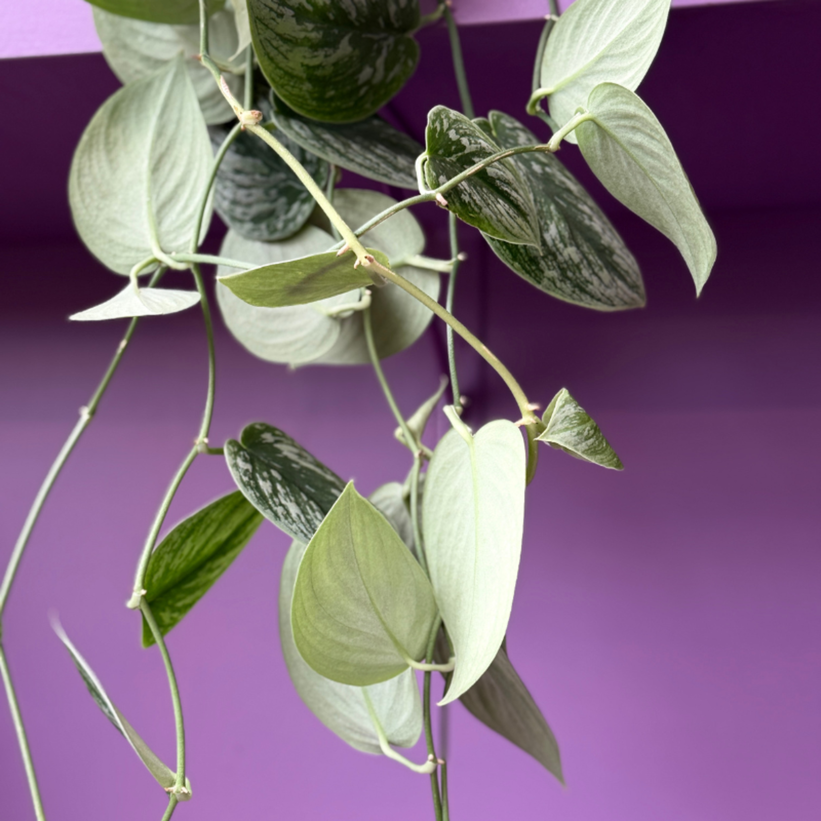 Scindapsus pictus silver splash XL