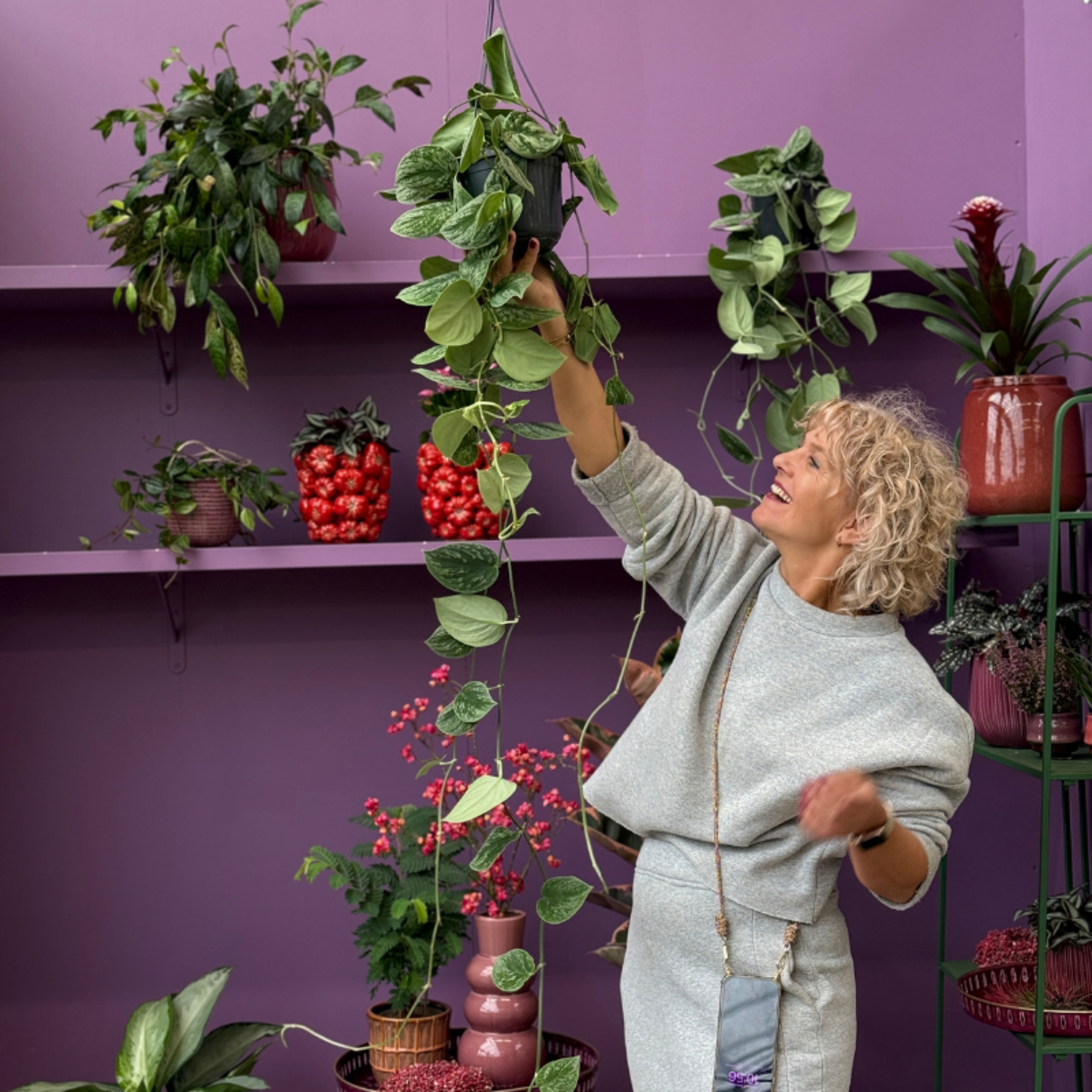 Scindapsus pictus silver splash XL