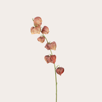 Zijden bloem - Lampionplant - Rood