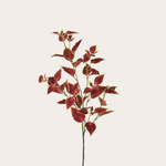 Zijden bloem - Siernetel - Groen/rood