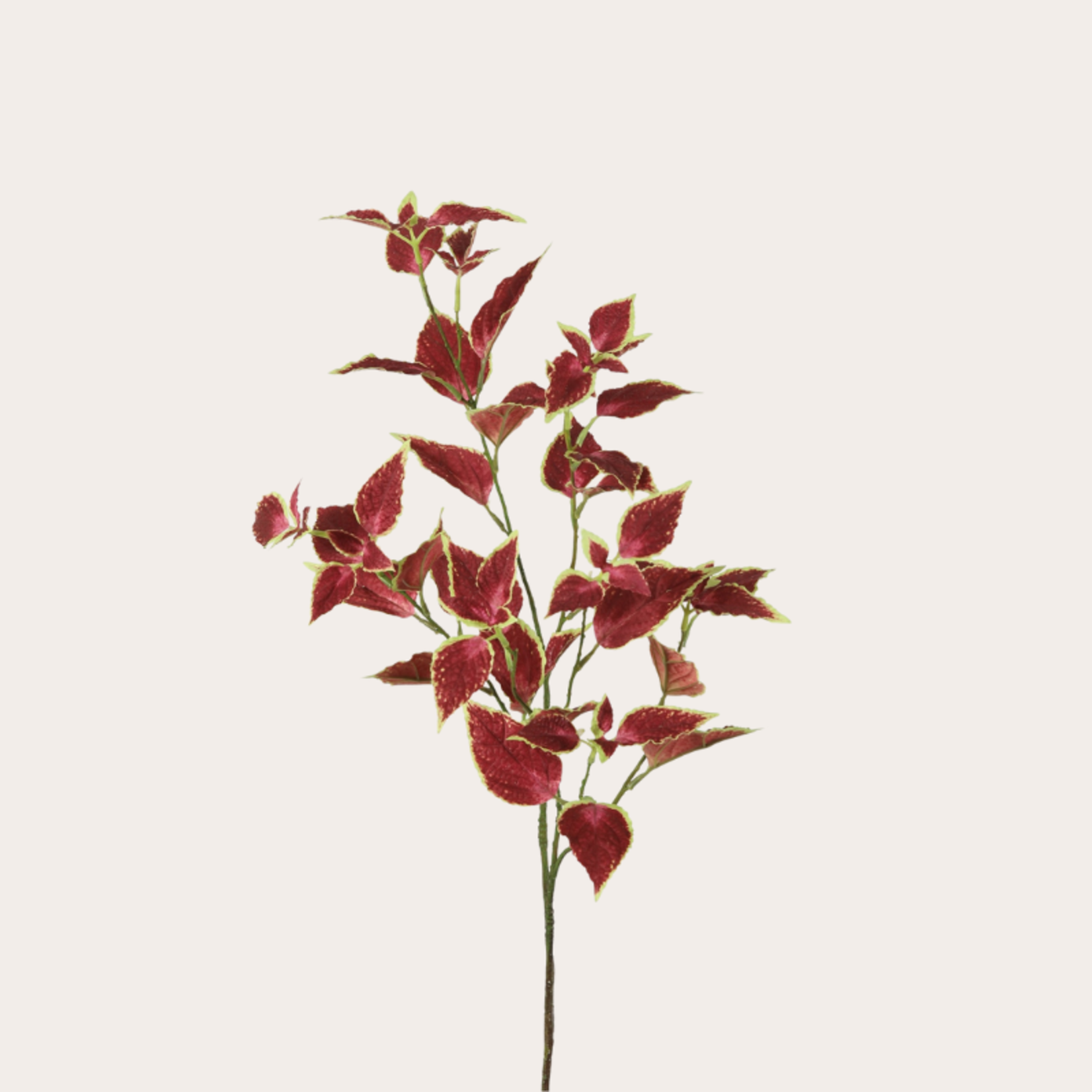 Zijden bloem - Siernetel - Groen/rood