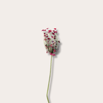 Zijden bloem - Alliumbloem - Rood
