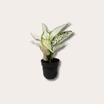 Aglaonema - White Joy