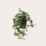 Cissus - Striata