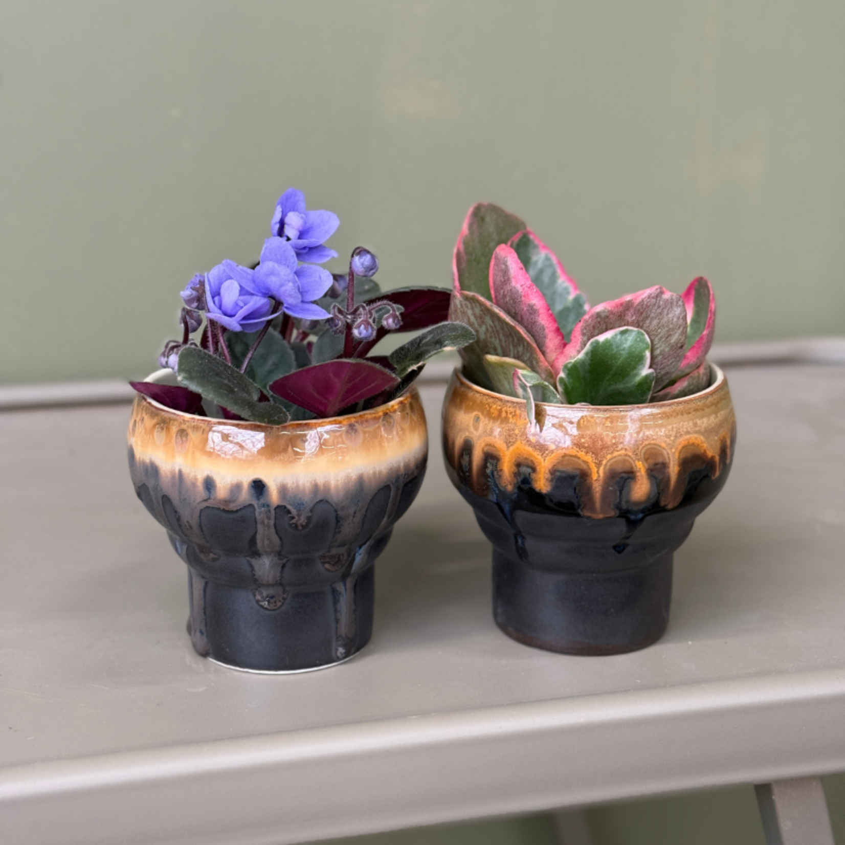 Saintpaulia - Loni blauw