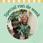 Groene Vingers Special van de week