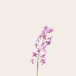 Zijden bloem - Nerine - Paars