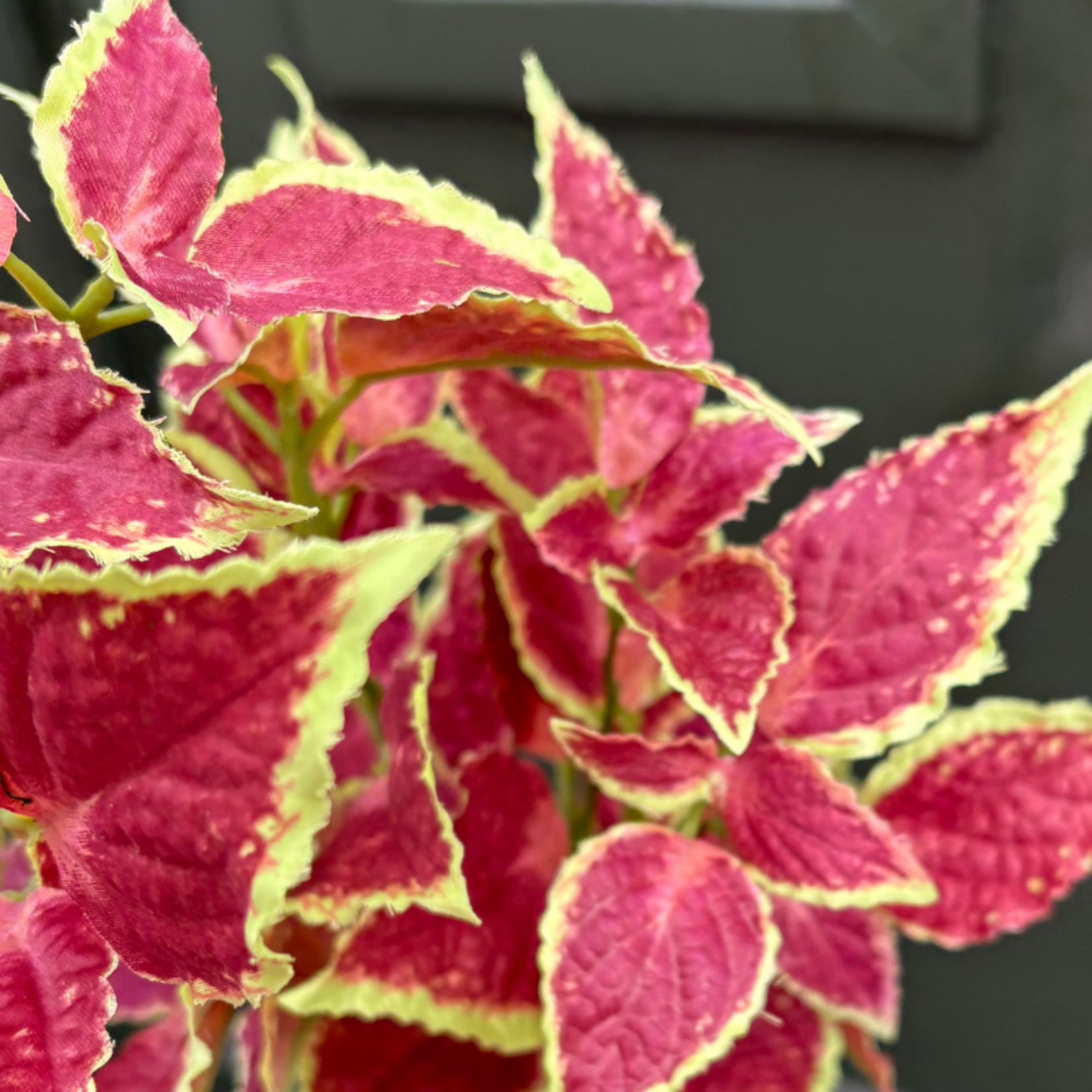 Zijden bloem - Siernetel - Groen/rood