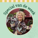 Groene Vingers Special van de week