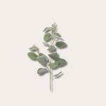 Zijden bloem - Eucalyptus Seed