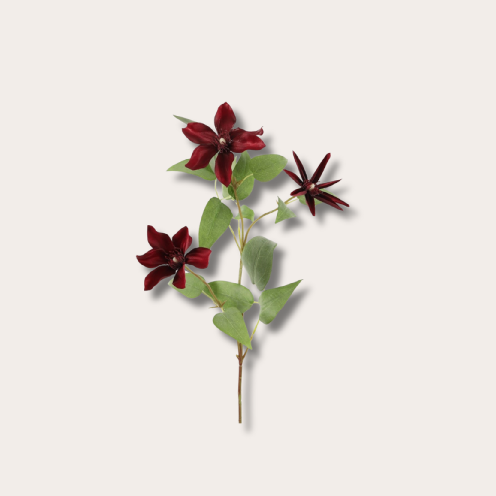 Zijden bloem - Clematis bordeaux