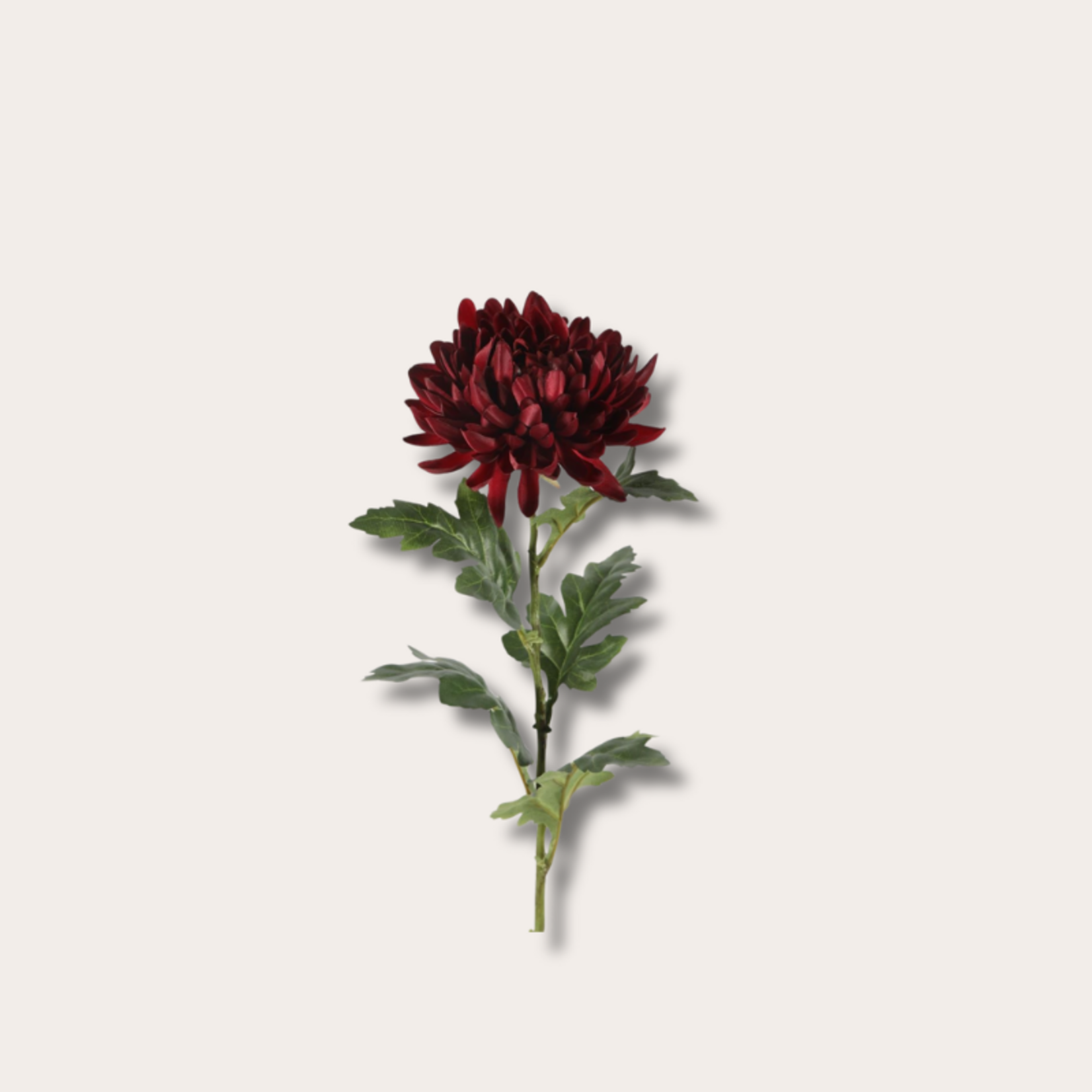 ZIjden bloem - Spider Mum bordeaux