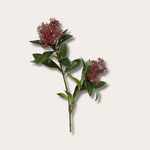 Zijden bloem - Skimmia