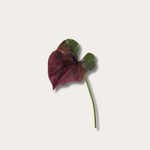 Zijden bloem - Anthurium bordeaux