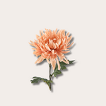 Zijden bloem - Spider Mum peach