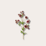 Zijden bloem - Astrantia bordeaux