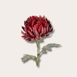 Zijden bloem - Spider Mum burgundy