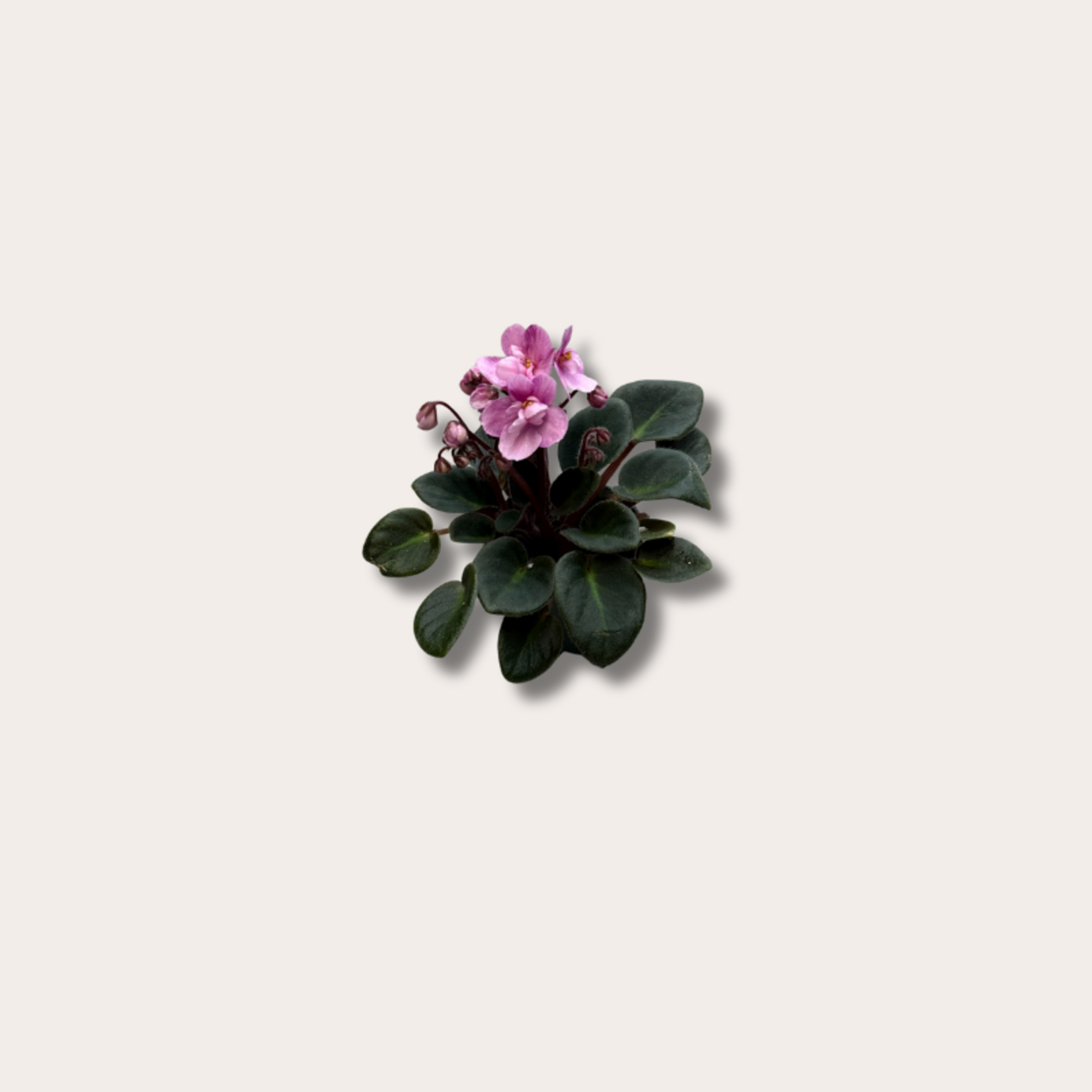 Saintpaulia - Roze