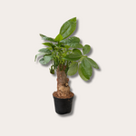 Pachira - Aquatica 'Trunk Compact'