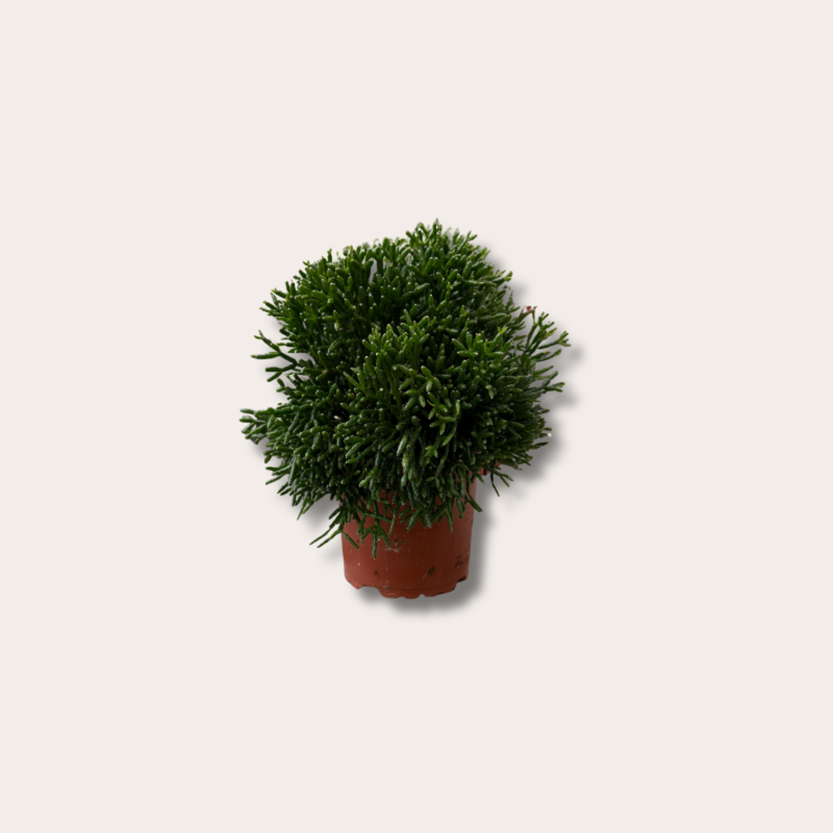 Rhipsalis - Hatiora