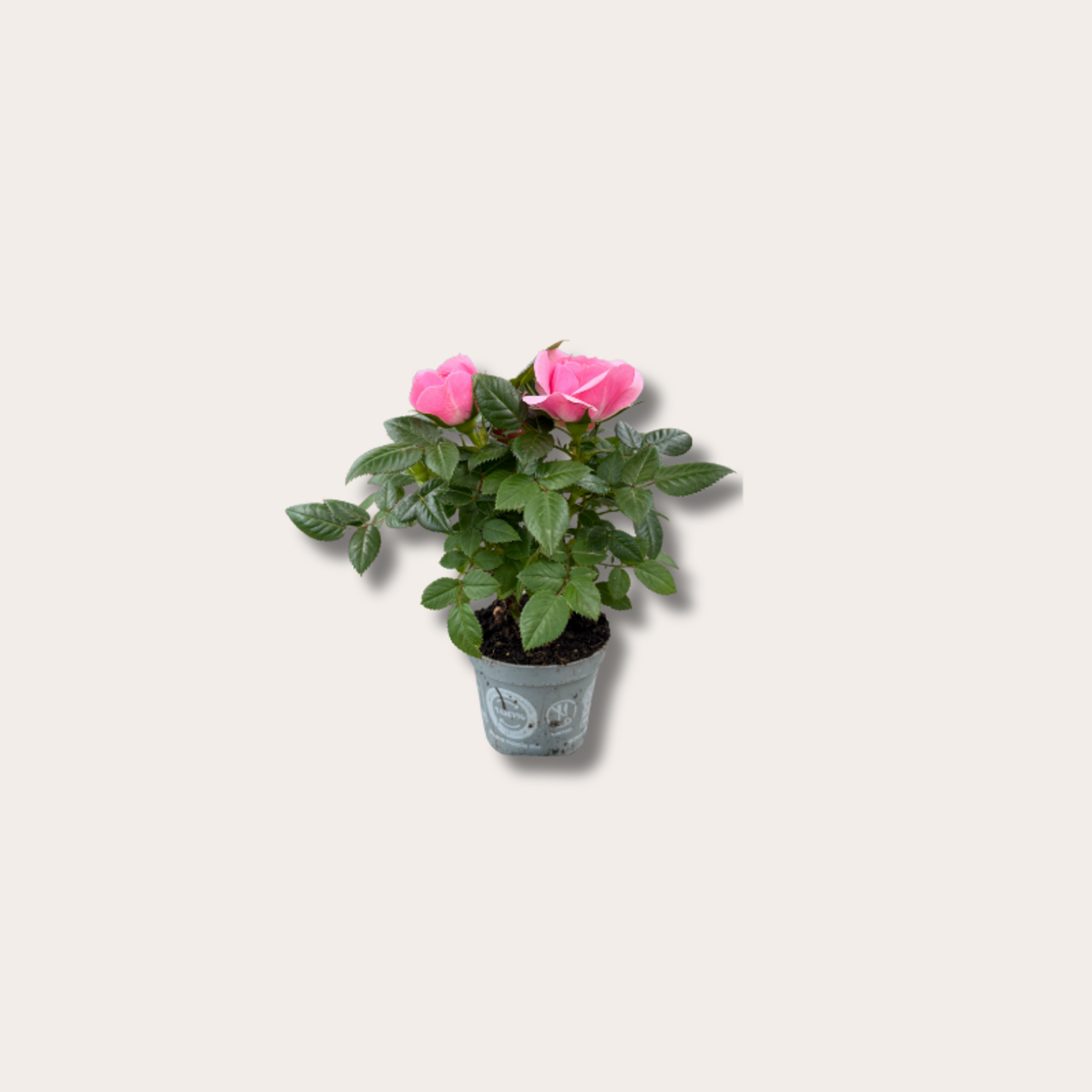 Rosa - mini