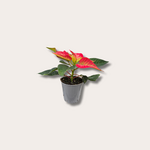 Euphorbia pulcherrima 'kerstster"