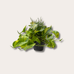 Epipremnum - Aureum - M