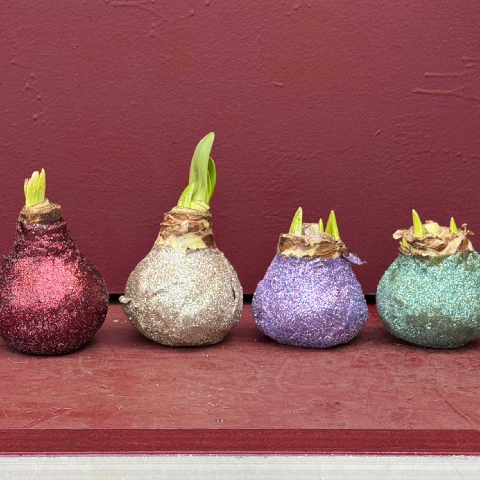 Amaryllis glitter (bio) -