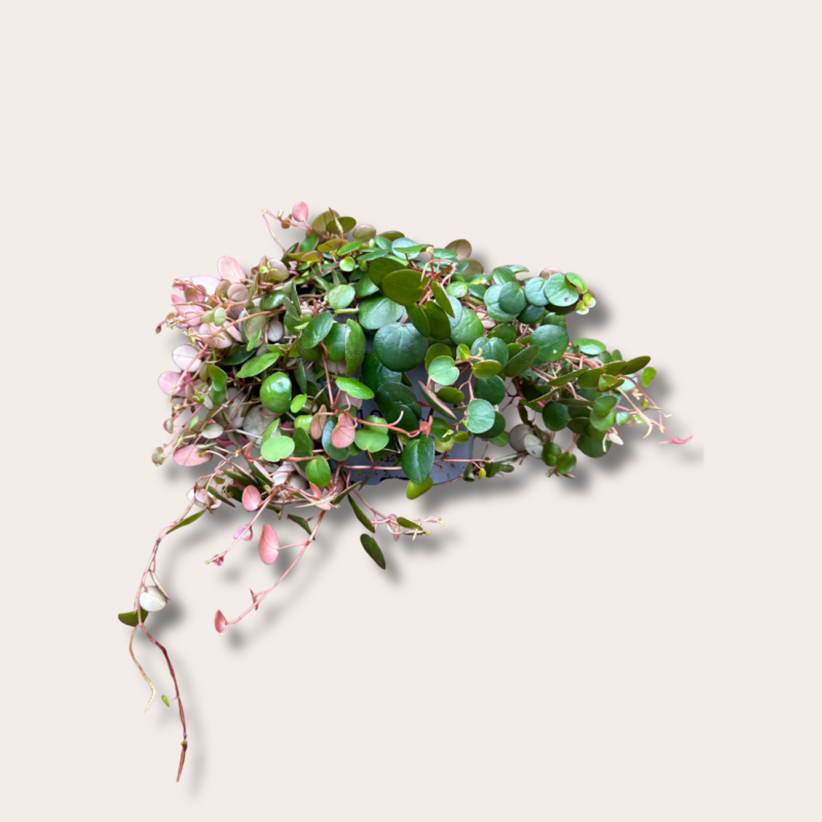 Peperomia - 'Pepperspot'