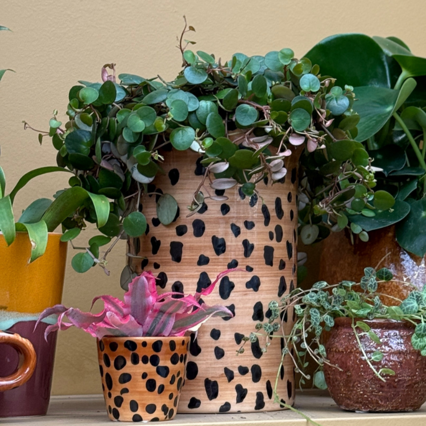 Peperomia - 'Pepperspot'