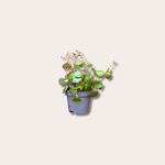 Peperomia - 'Pepperspot' mini