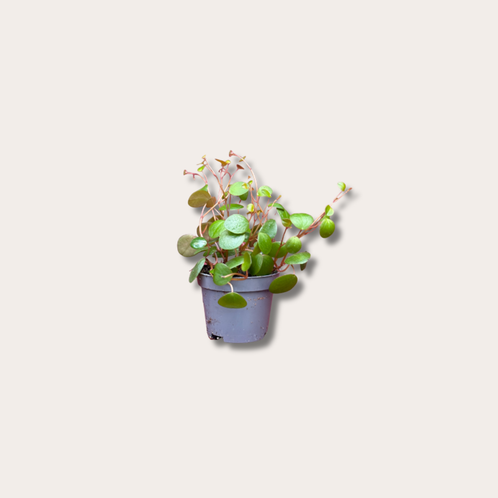 Peperomia - 'Pepperspot' mini