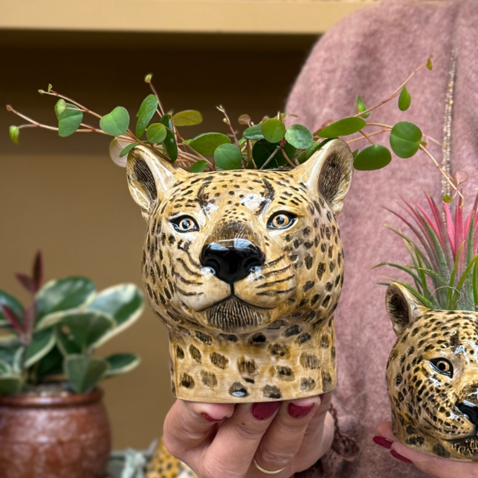 Peperomia - 'Pepperspot' mini