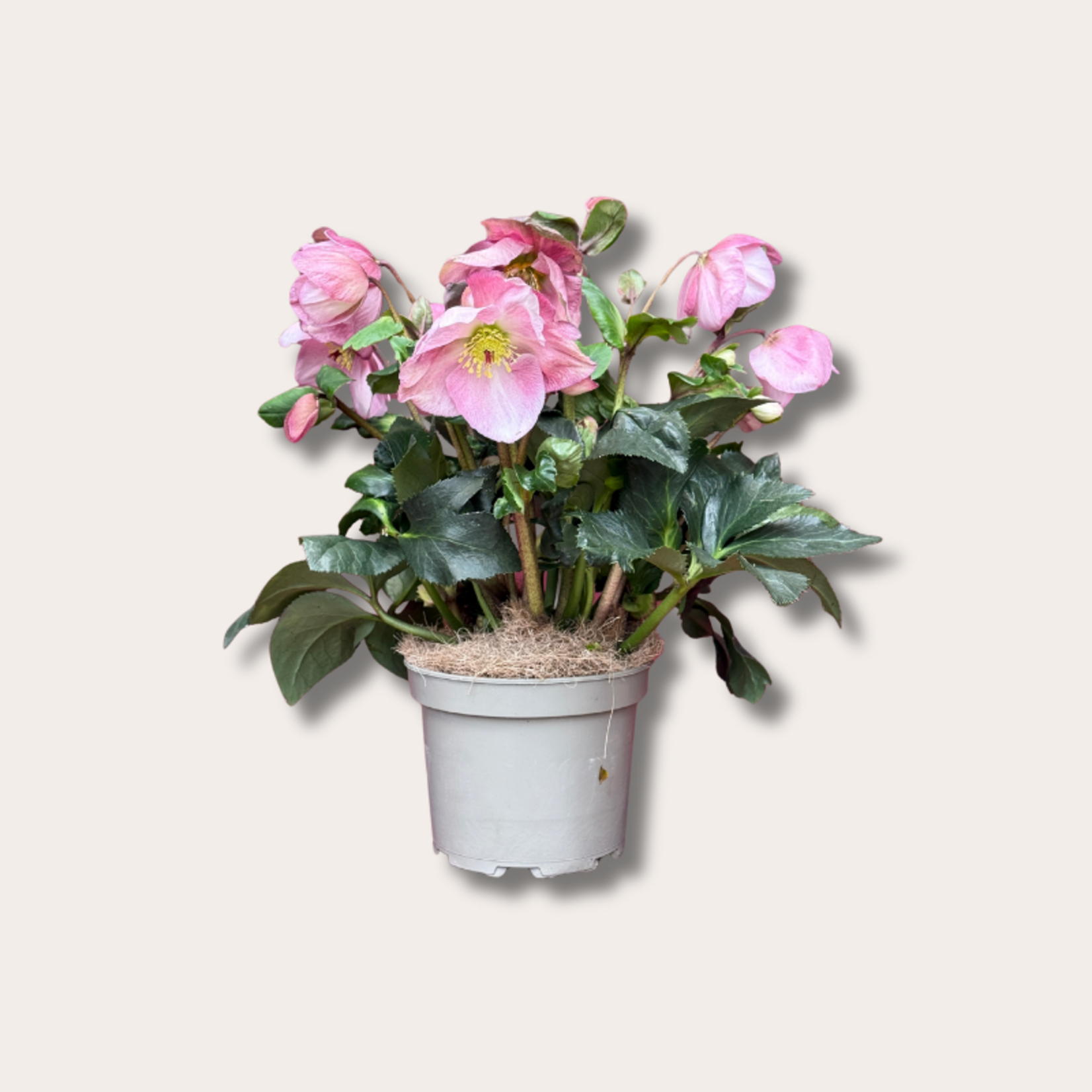 Helleborus - Winter ballet Kacy