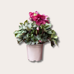 Helleborus - Winter ballet frilly Ruby