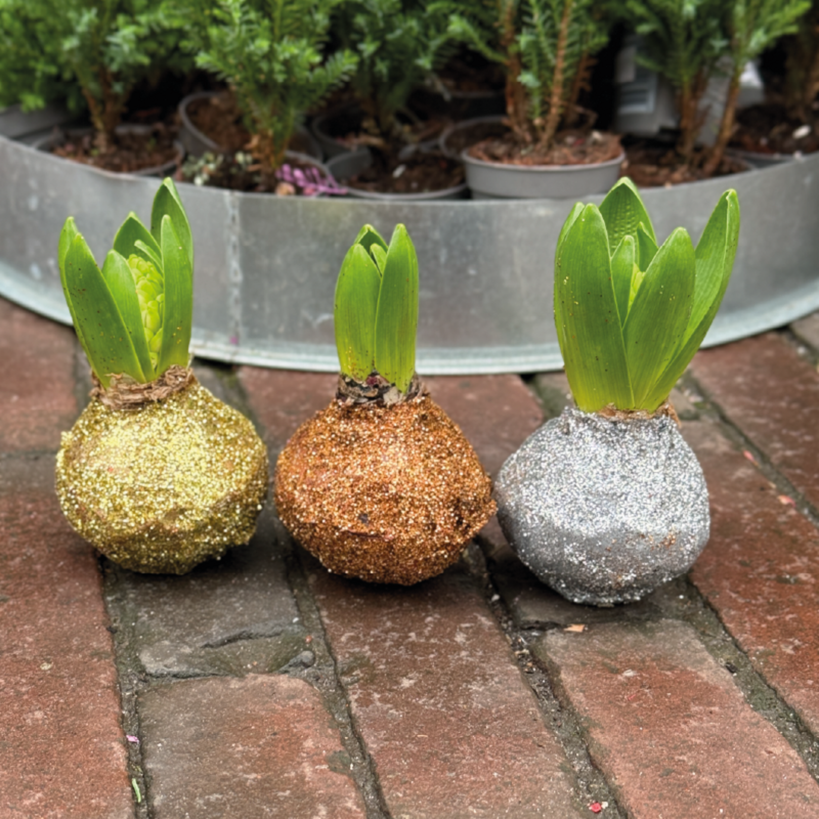 Hyacinten - set van 3 - Noël