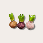 Hyacinten - set van 3 - Belle