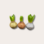 Hyacinten - set van 3 - Noël