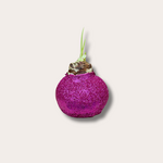 Amaryllis - Fuchsia glitter
